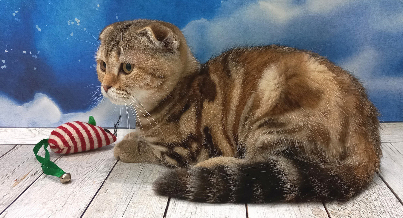 Штландская вислоухая кошечка