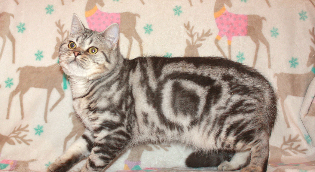 Шотландский котенок