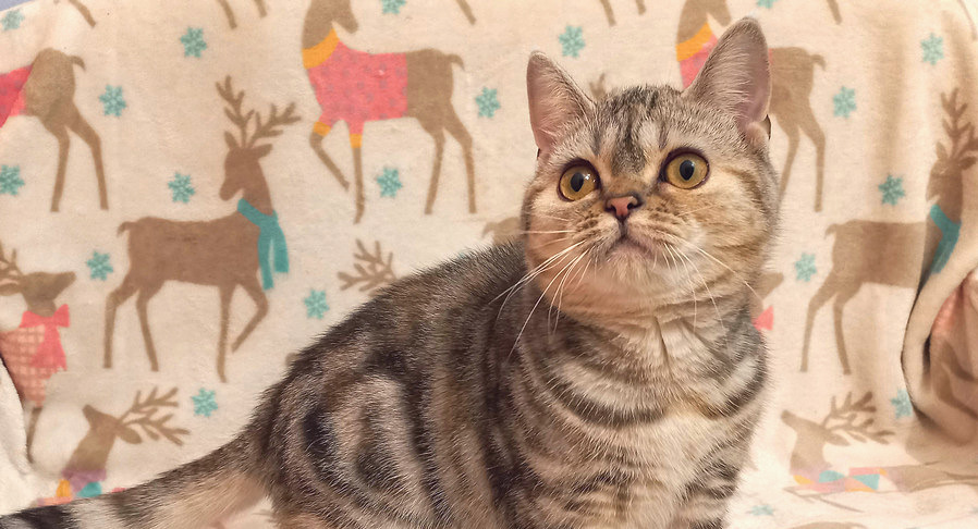Шотландский котенок