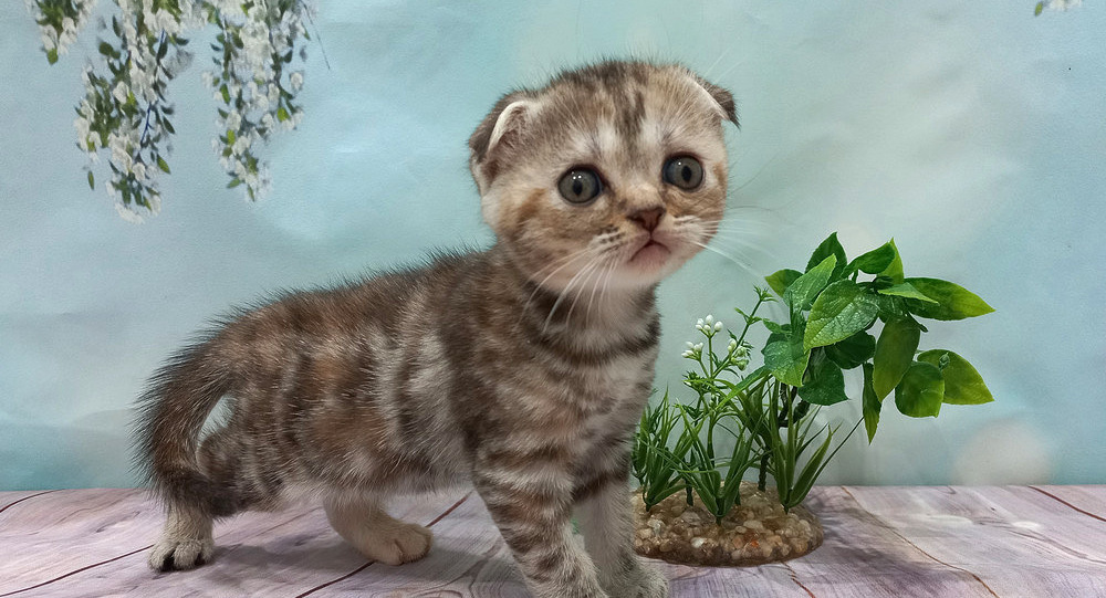 Котенок скоттиш фолд