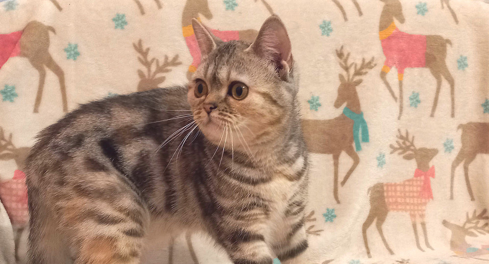 Шотландский котенок