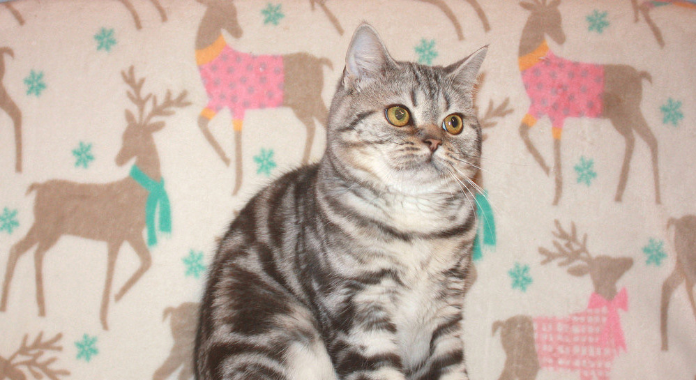 Котенок скоттиш страйт